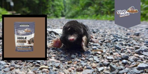 Quelles sont les méthodes naturelles pour éloigner les taupes ?