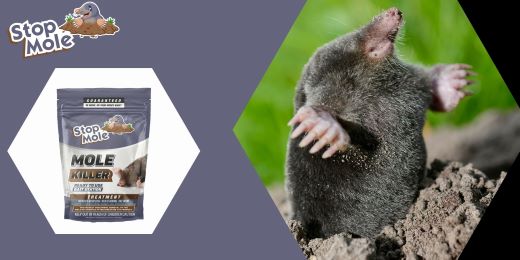 Quelle est la durée de conservation du traitement Stop Mole ?